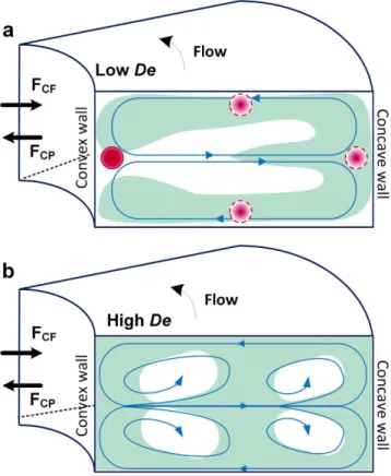 Figure 1. (a) Schematic illustrating two counter rotating vortices in a curved rectangular channel at low De