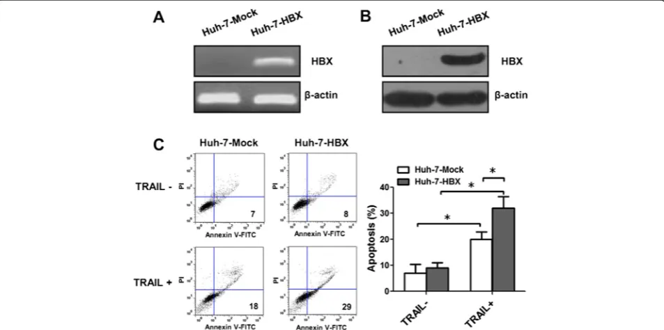 Fig. 1 The apoptosis of Huh-7-HBX cells induced by TRAIL. a, b The expression of HBX in HepG2 cells was determined by RT-PCR and westernblotting analysis