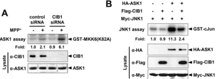 Figure 4.  CIB1 physically associates with ASK1 in mesencephalic dopaminergic neurons