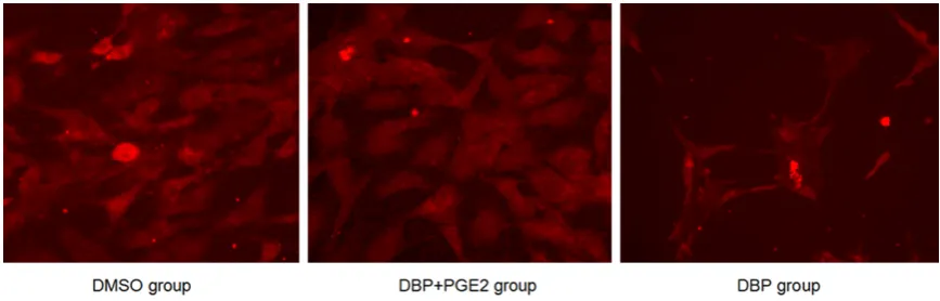 Figure 4. Change of Cx43 total protein level observed by Western blot.
