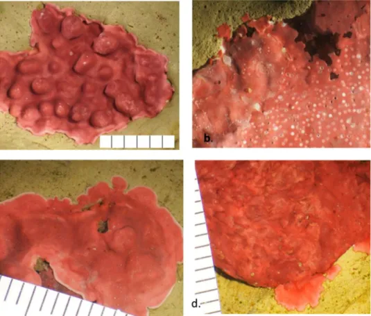Figure 1.  Surface morphology for each morphological group. Scientific names based on DNA sequencing of  5–10 samples/group