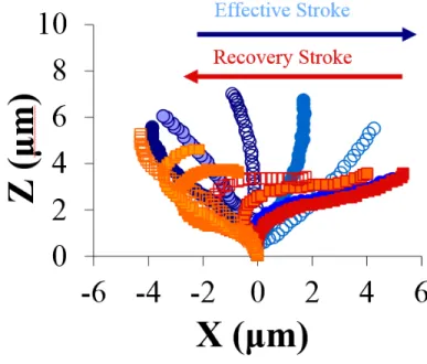 Figure 2.8: Movement of a single cilium: power stroke and recovery stroke. Data replotted from [23] and adapted from [10].