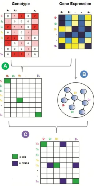 Figure 2.1.  Schematic of the NetLIFT method. Top: genotypes for ‘m’ markers (s 1 , s 2 , … s m ) and 
