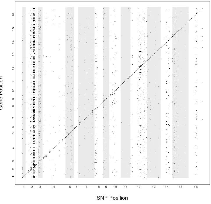 Figure 2.6.   Local and distal eQTL linkages in yeast. X axis shows the genomic coordinates of  marker variants; Y axis represents gene position