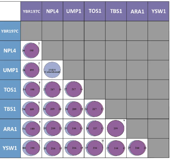Figure 2.7.   Pairwise overlap of target gene sets enriched for ribosomal annotation. Cell [i,j] 
