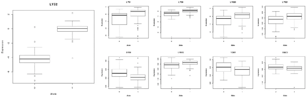 Figure 2.8.   eQTL effects for LYS2 local regulatory variant and downstream genes. The allele associated with lower LYS2 expression  (“0”) is associated with lower expression of known Lys14p targets LYS2, LYS1, LYS9, LYS20, and LYS21