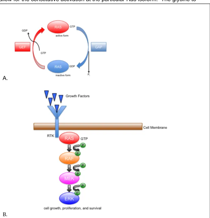 Figure  2.  RAS  Pathway.    A.  The  exchange  of  GDP  for  GTP  causes  a  conformational change in RAS that switches it to its activated form