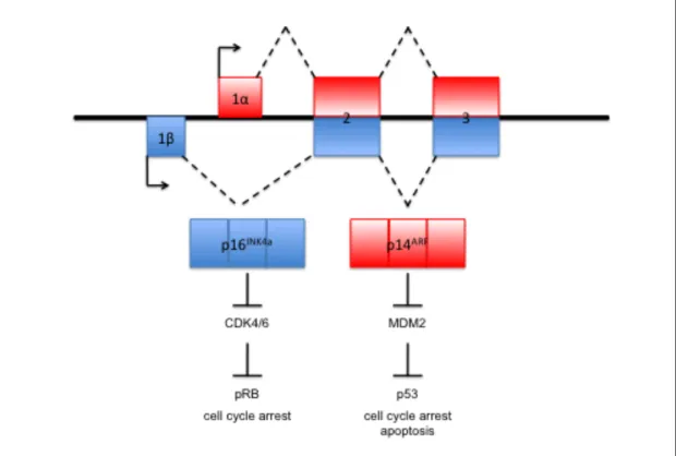 Figure	  3.	  	  CDKN2A	  Locus	  and	  Pathway.	  	  CDKN2A	  codes	  for	  two	  distinct	   tumor	  suppressors,	  p16 INK4a 	  and	  p14 ARF 	  that	  share	  two	  common	  exons	  (exons	   2	  and	  3)	  but	  have	  sep