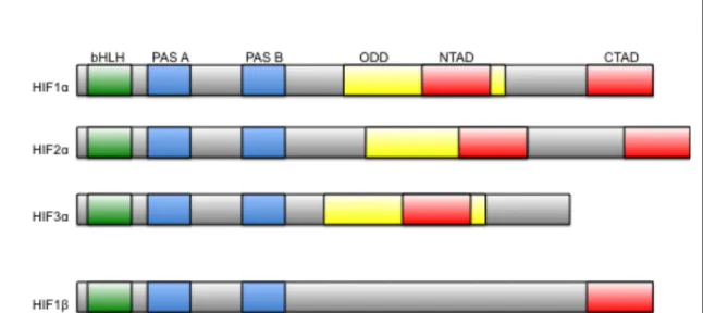 Figure 5.  Domain structure of HIF. Both HIFα and HIFβ have basic helix- 	   loop-helix  (bHLH)  domain  at  their  N-terminus  for  dimerization  and  DNA  binding