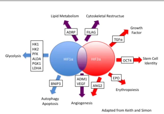 Figure  7.    Targets  of  HIF1α  and  HIF2α.  HIF1α  and  HIF2α  produce  overlapping  yet  distinct  gene  expression  profiles,  with  HIF1α  uniquely  targeting the genes involved in glycolysis and HIF2α uniquely targeting genes  such as Oct4, CyclinD1