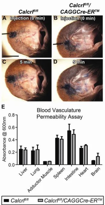Figure 3-5.  Increased lymphatic vascular permeability without change to  blood vascular permeability in Calcrl fl/fl /CAGGCre-ER TM  mice