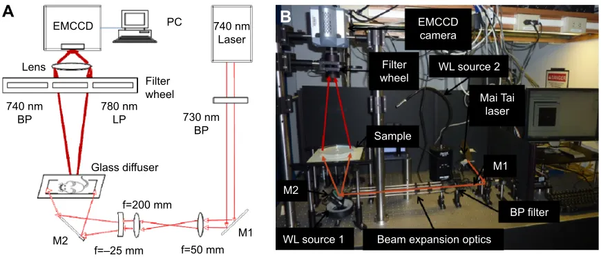 Figure 2 Our custom built fluorescence imaging system.Notes: (A) schematic and (B) photograph of the fluorescence imager used to acquire image sequences for this work.Abbreviations: M, mirror; LP, longpass filter; BP, bandpass filter; WL, white light; EMCCD, electron-multiplied charge coupled device; PC, personal computer.