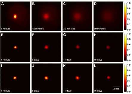 Figure 3 Fluorescence image sequences for free dye, 30 nm NP, and 200 nm NP diffusion over time.Notes: (A–D) Fluorescence image sequence of a representative phantom with Alexa Fluor 750 dye diffusion at 1, 15, 30, and 60 minutes, respectively