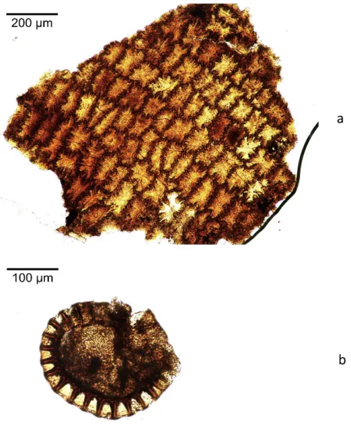 Figure 7: examples of identified macro-botanical remains. a) a fragment of a Nymphaea alba  seed; b) a sporangium from cf