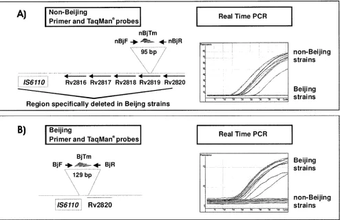 FIG. 1. Schematic localization of primers and probes and PCR results of 10 randomly chosen Beijing and non-Beijing strains of the establishedBeijing and non-Beijing real-time PCR assays.