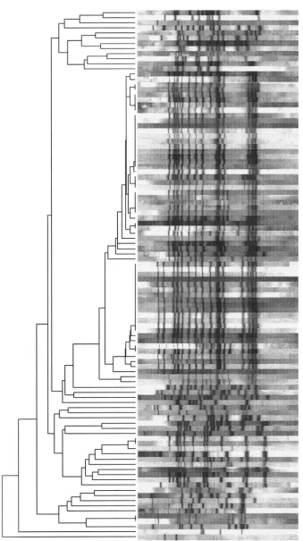 FIG. 2. IS6110dendrogram. The position of each ISsimilarity of IS DNA ﬁngerprint patterns of the 103 MDR strains analyzed