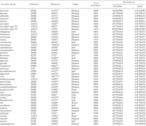 TABLE 1. Strains of Nocardia studied
