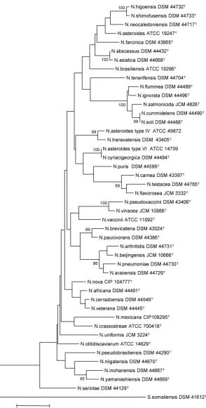 FIG. 2. Phylogenetic tree based on 16S rRNA sequencing of collection strains belonging to the genus Nocardiausing the neighbor-joining method, based on a 569-nucleotide stretch