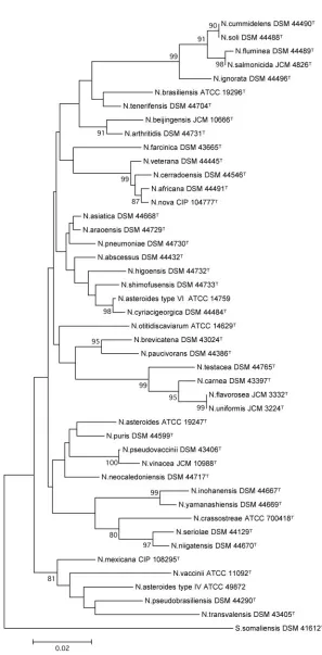 FIG. 3. Phylogenetic tree based upon hsp65the neighbor-joining method, based on a 401-nucleotide stretch