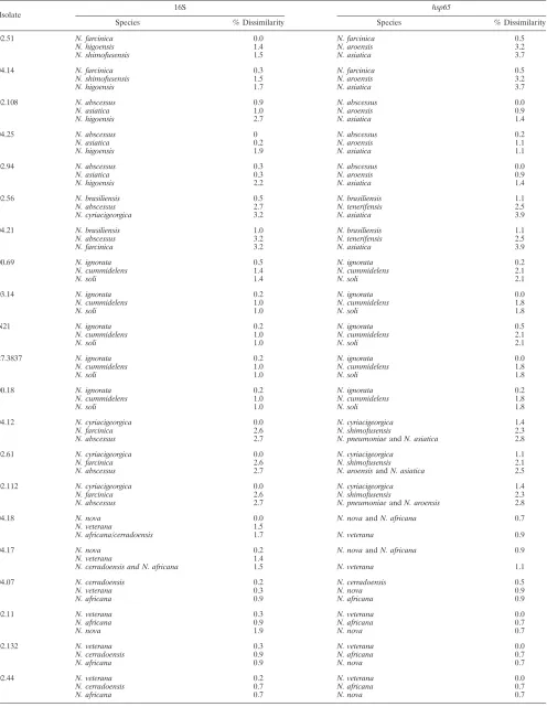 TABLE 3. List of the three closest species obtained by using Bibi software applied to the 16S and hsp65databases for 21 clinical Nocardia isolates