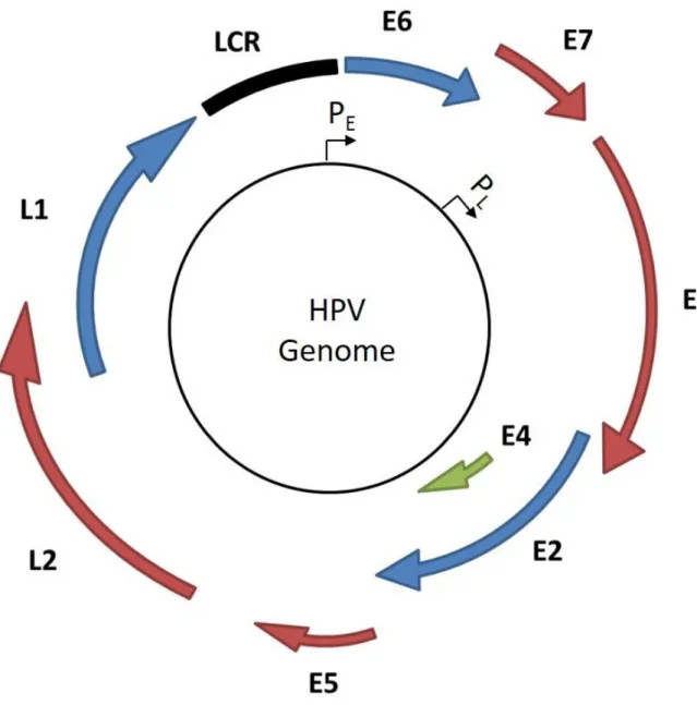 Figure 1.1 HPV viral genome organization. Open reading frames are indicated  with arrows and the long control region (LCR) is indicated by a black square