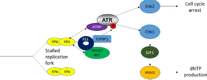 Figure 1.3 The ATR DNA damage response. ATR is recruited to sites of replication  stress and stalled replication forks
