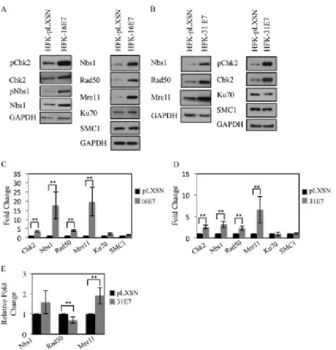 Figure 2.1. Expression of HPV E7 increases levels of proteins associated with  detection and repair of DNA damage