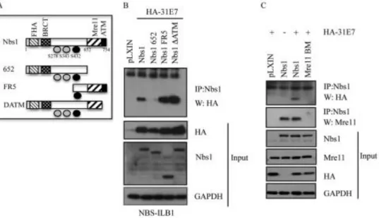 Figure 2.3. HPV 31 E7 interacts with Nbs1 through the Mre11 binding domain. 