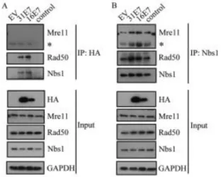 Figure 2.4. HPV E7 interacts with Nbs1 and Rad50, but not Mre11. (A) U20S  cells were transiently transfected with vector alone (EV), HA-HPV31 E7, 