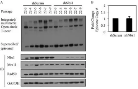 Figure 2.5. Nbs1 is not necessary for HPV31 genome maintenance. (A) DNA  was isolated at the indicated passages from CIN612 9E cells stably maintaining a  scramble shRNA (shScram) or Nbs1 shRNA (shNbs1) and analyzed by Southern  blot analysis