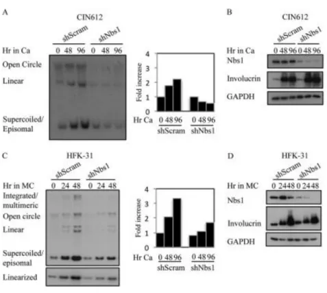 Figure 2.6. Nbs1 is necessary for productive viral replication. (A) DNA was  harvested from CIN612 9E cells stably expressing a scramble shRNA or Nbs1  shRNA at T0 (undifferentiated) or after 48 and 96hr differentiation in high calcium 