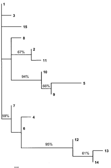 TABLE 3. SeM gene sequence types of S. equi
