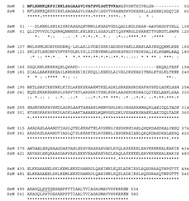 FIG. 3. Alignment of S. equisequence alignment. The asterisks indicate identical amino acid residues