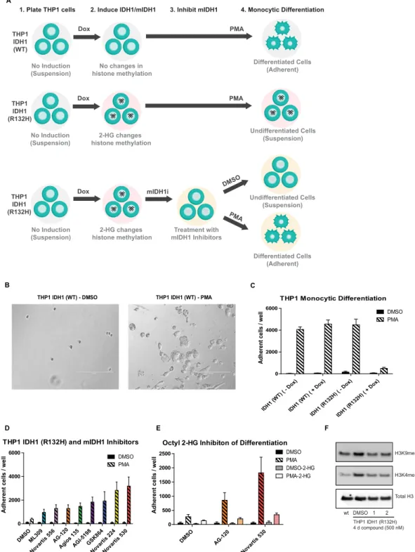 Figure 6.  mIDH1 inhibitors rescue monocytic differentiation and histone methylation of mIDH1 expressing  THP1 leukemic cells