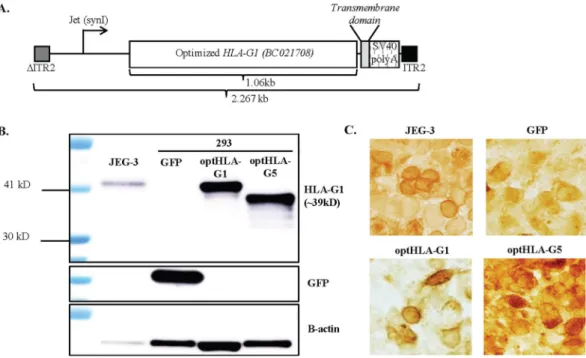Figure 1.  Characterization of scAAV8G9-optHLA-G in vitro. (A) A cartoon of the self-complementary  scAAV8G9-optHLA-G vector cassette