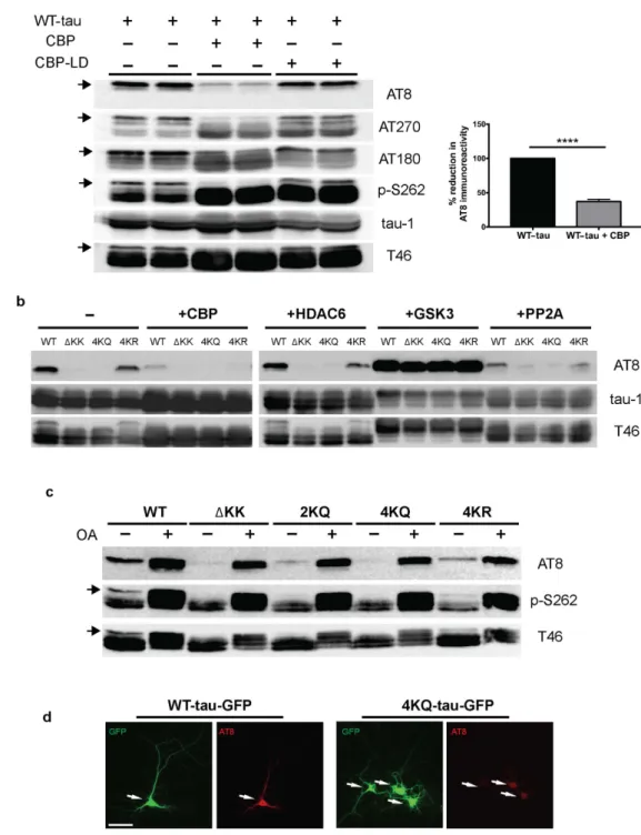 Figure 1.  Tau acetylation modulates tau phosphorylation at specific epitopes. (a–c) Immunoblot analysis  and quantification using the indicated tau antibodies for (a) cells expressing WT tau-T40 and either an active  form of CBP or a catalytically inactiv
