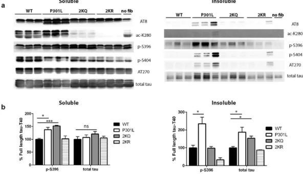 Figure 6.  Tau acetylation-mimics enhance seed-dependent tau aggregation in cells. (a) Total and phospho- phospho-tau immunoblotting of full-length phospho-tau-T40 expressing QBI-293 cells (WT, P301L, 2KQ, 2KR) seeded with  K18-PL fibrils or, as a negative