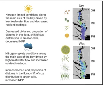 Figure 10.  Conceptual model of climatic effects on phytoplankton dynamics in Chesapeake Bay