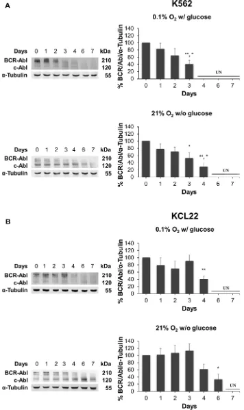 Figure 2: BCR/Abl protein suppression under oxygen or glucose shortage. K562 (A) or KCL22 (B) cells were incubated at 0.1% O2 in standard medium (top panels) or 21% O2 in the absence of glucose (bottom panels) for the indicated times