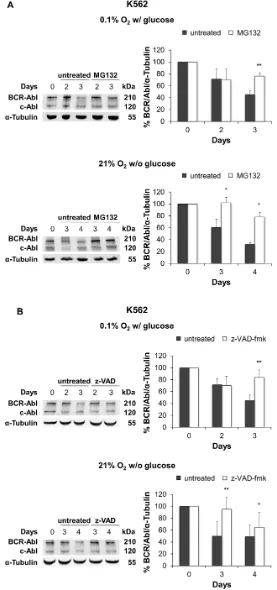 Figure 6: Effect of proteasome or caspase inhibition on BCR/Abl protein suppression under oxygen or glucose shortage