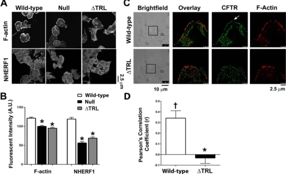 Figure 3.  Surface CFTR co-localizes with actin. (A) HA-CFTR (green) was labelled with anti-HA primary  and Alexa488 goat secondary antibody in BHK CFTR  cells