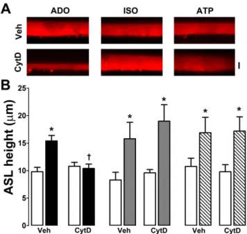Figure 4.  Cytochalasin D abolishes adenosine- but not isoproterenol-mediated ASL secretion in normal  HBECs