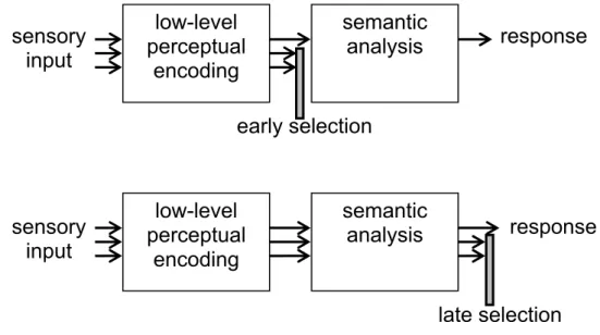 Figure 1.4. Schematic presentation of the early vs. late selection models of attention 