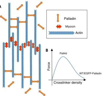 Figure 8.  Model showing the putative role of palladin in stress fiber assembly and force generation