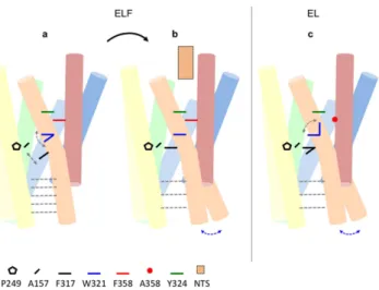 Figure 8.  Constitutive and agonist-induced signalling of NTSR1. The cartoons compare ‘activation’ features  of (a) NTSR1-ELF in the absence of agonist, (b) NTSR1-ELF with NTS, and (c) NTSR1-EL without ligand