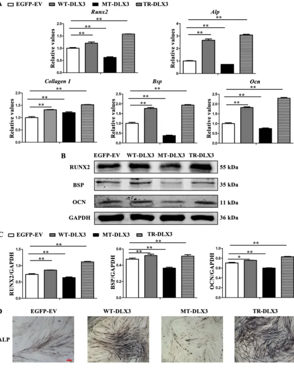 Figure 4.  WT-DLX3 and TR-DLX3 increase while MT-DLX3 decreases cellular osteogenesis in MC3T3-E1  cells