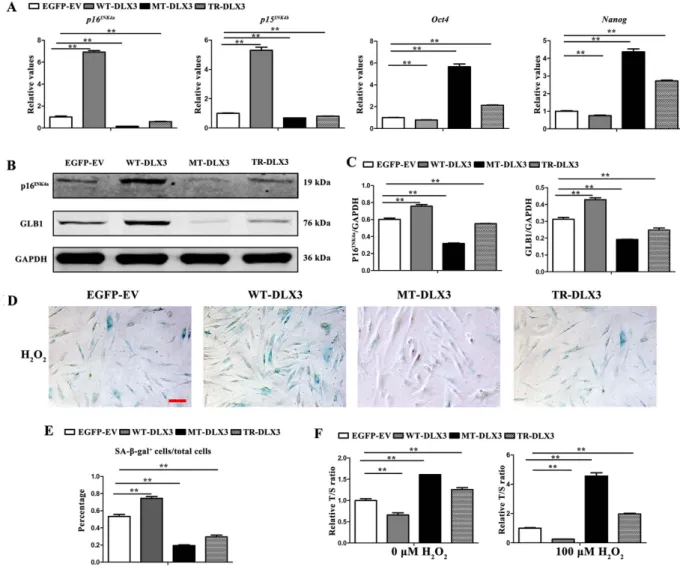 Figure 5.  WT-DLX3 pushes while MT-DLX3 and TR-DLX3 delay cellular senescence in MC3T3-E1 cells