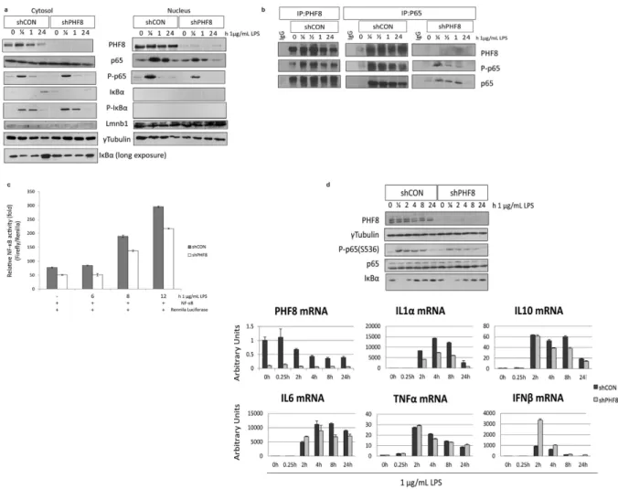 Figure 3.  PHF8 is a positive chromatin regulator of NFκB transactivation. (a) Immunoblot analysis of  the p65 and P-p65 abundance in the cytosol and nucleus of paired WT (shCON) and PHF8-KD (shPHF8)  cells with LPS stimulation for indicated duration (0, 1