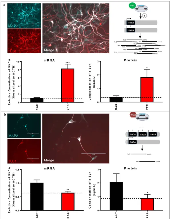Figure 4.  CRISPRa- and CRISPRi-Mediated Modulation of Alpha-Synuclein Transcript and Protein  Expression Levels in Human iPSC-Derived Neurons