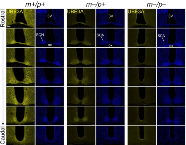 Figure 1.  UBE3A expression in the SCN of wildtype and AS model mice along the rostral-caudal axis